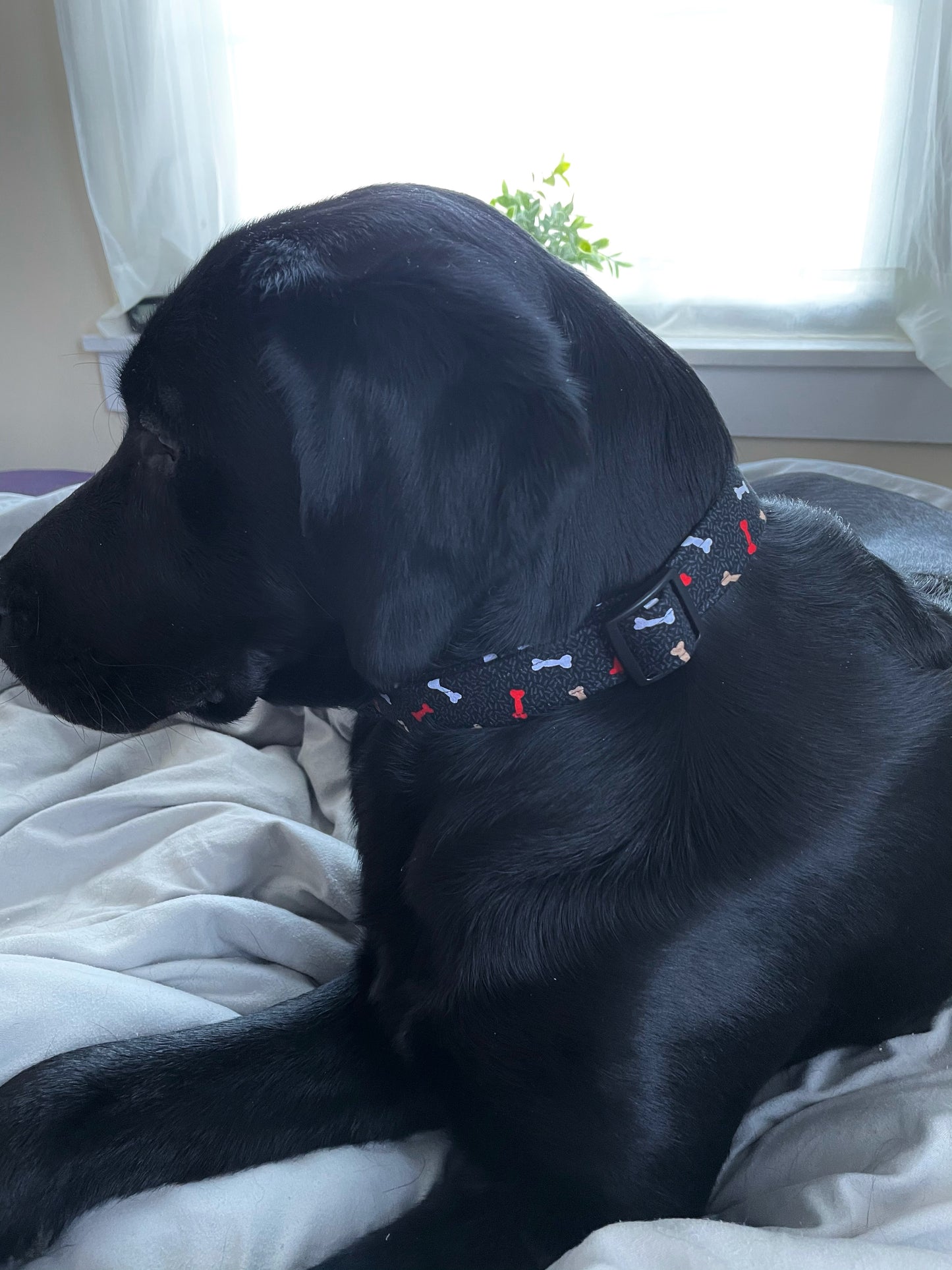 Beggin' for Bones Collar