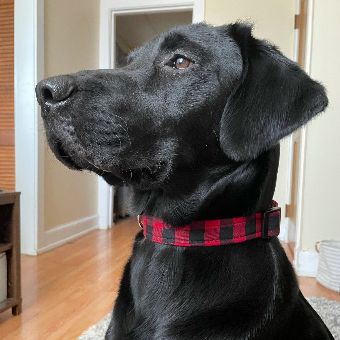Red Buffalo Plaid Collar