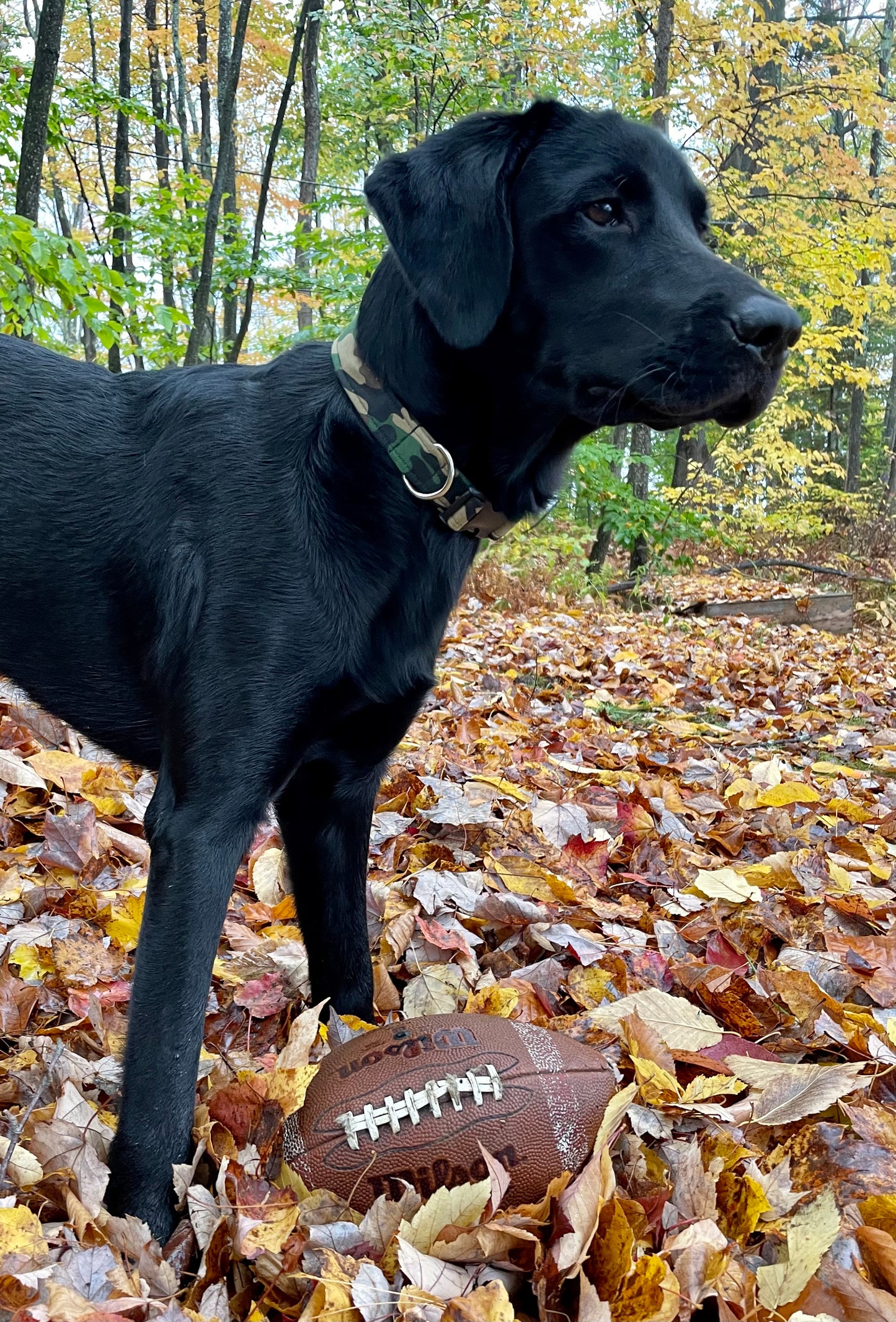 Camouflage Collar