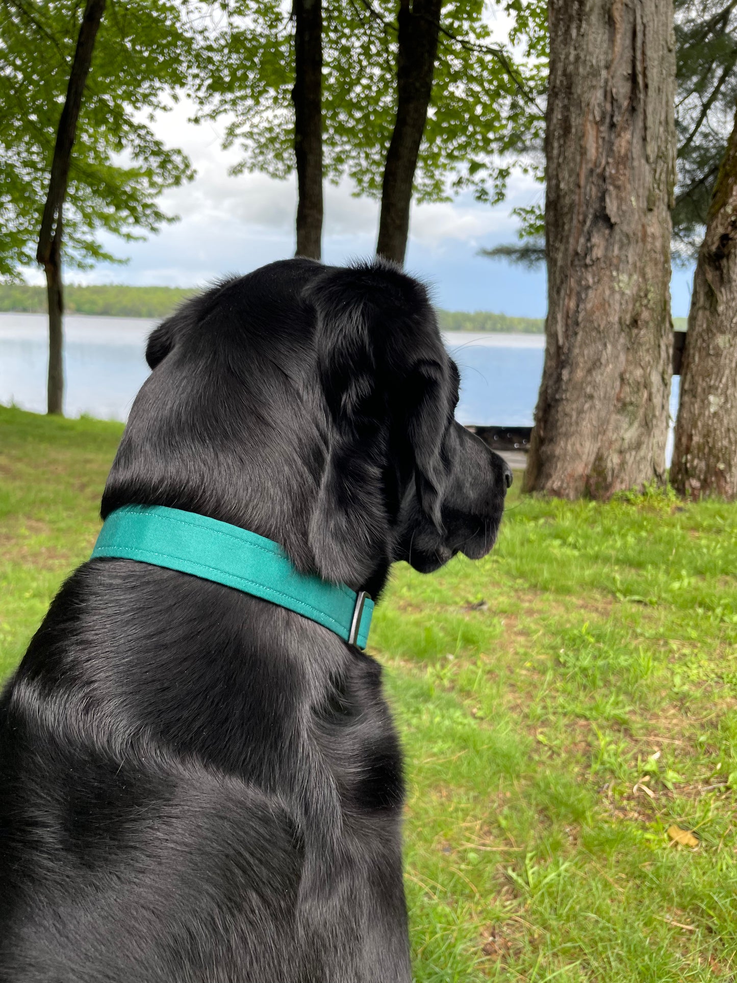 Pine Green Collar
