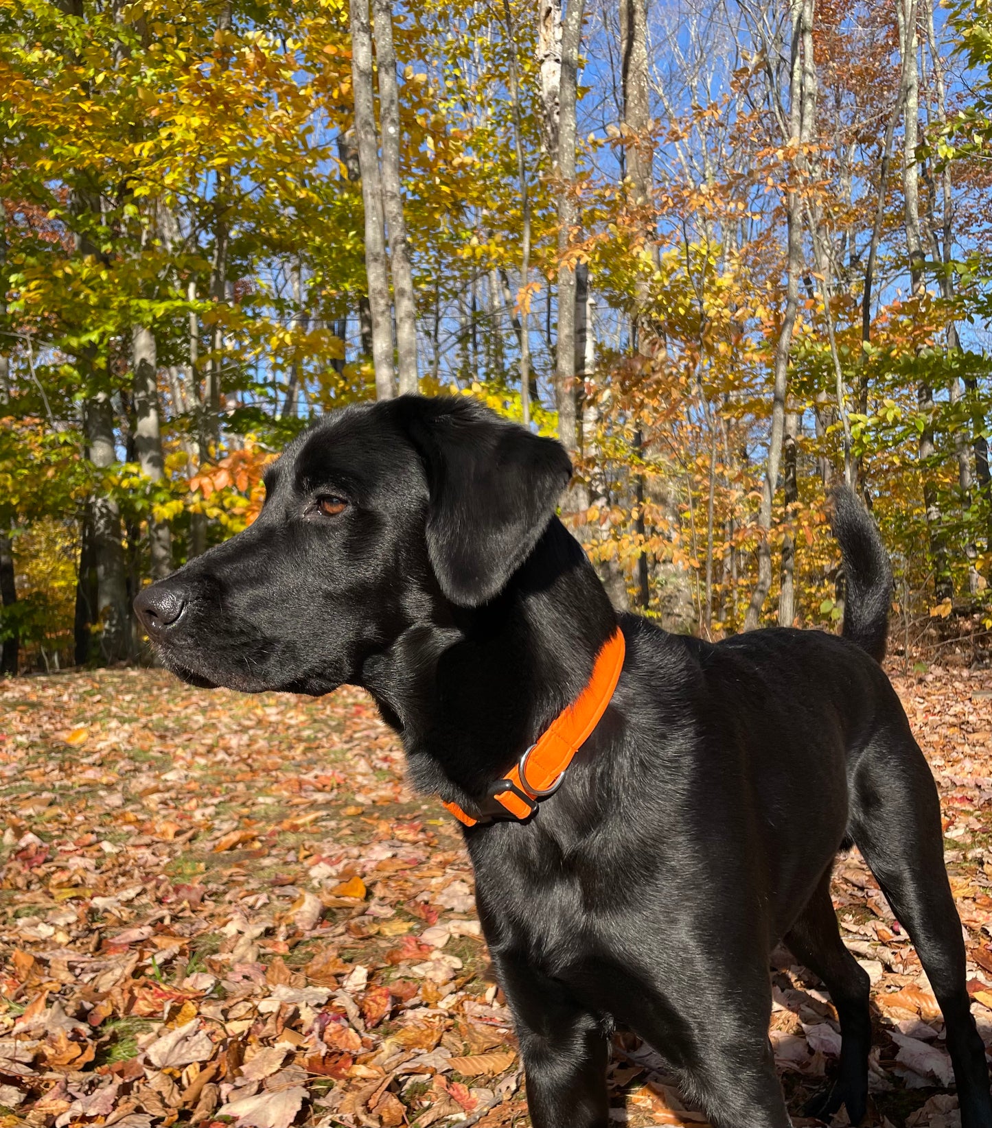 Blaze Orange Collar