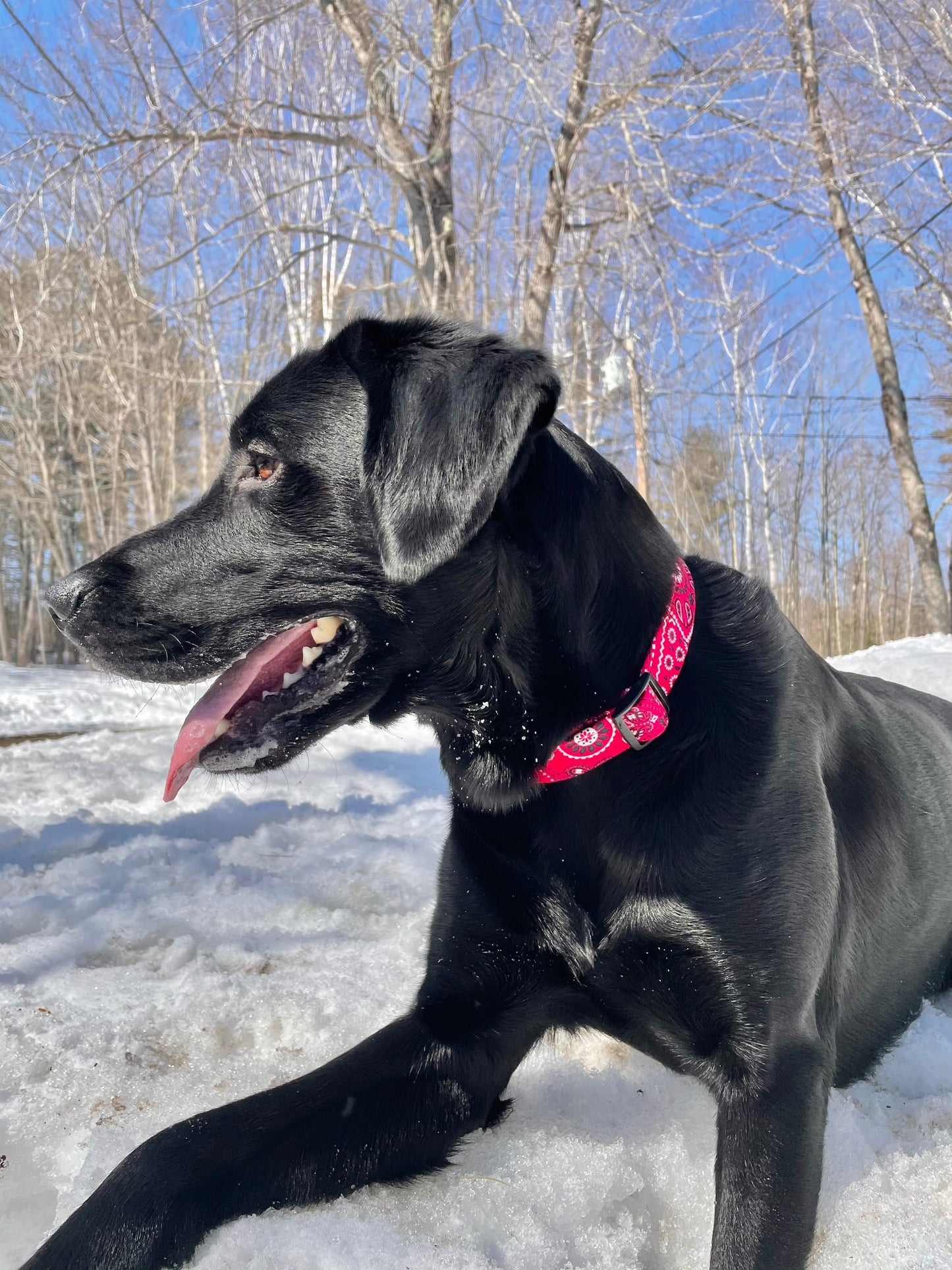 Red Bandana Collar