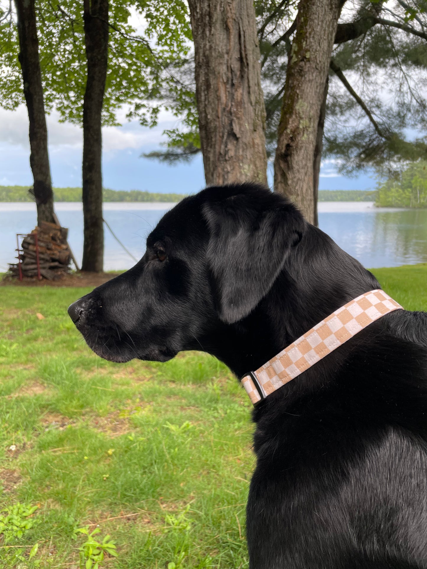 Checkered Collar