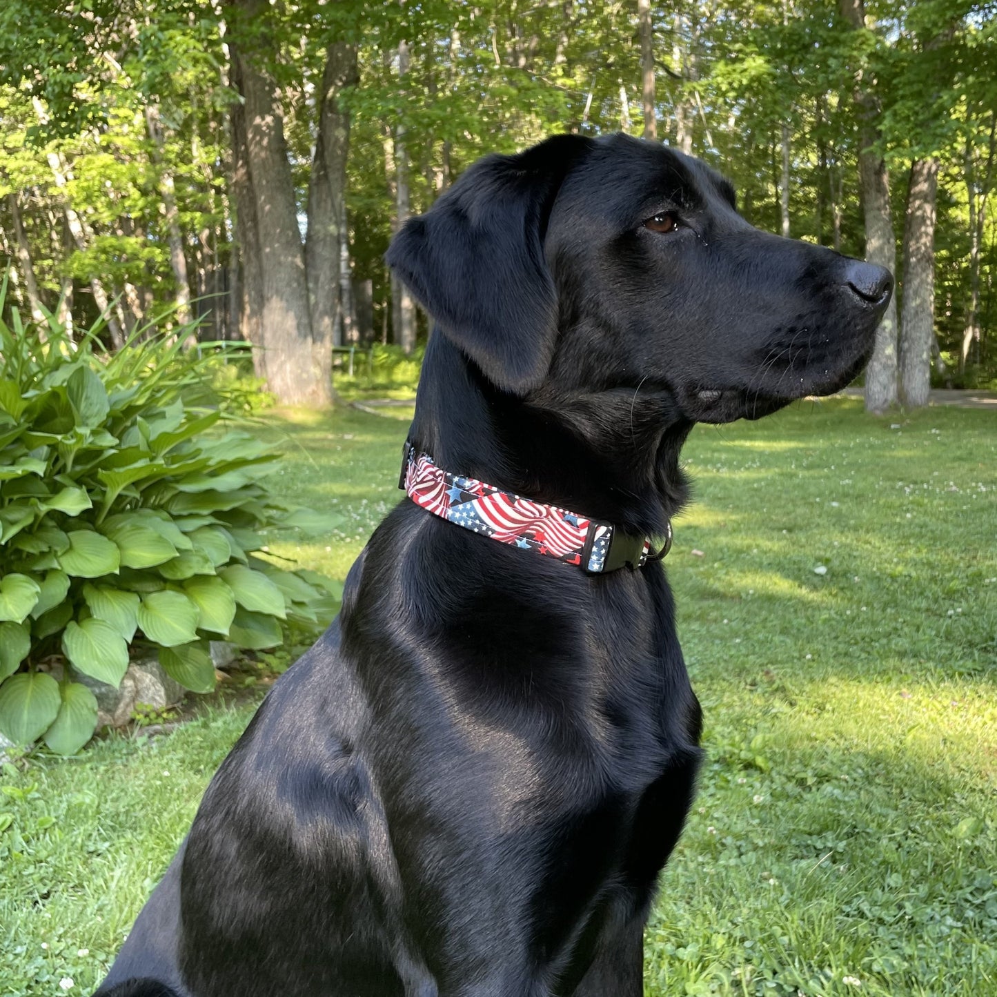 Stars & Stripes Collar